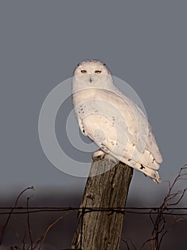 A Snowy owl Bubo scandiacus male perched on a wooden post at sunset in winter in Ottawa, Canada