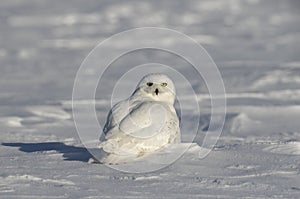 A Snowy owl Bubo scandiacus male sitting in a sunny snow covered cornfield in winter in Ottawa, Canada