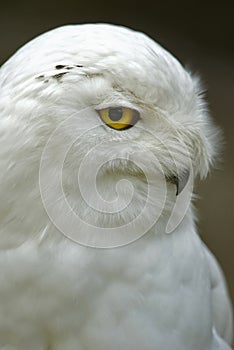 Snowy Owl (Bubo scandiacus, Nyctea scandiaca)