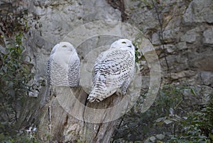 Snowy owl Bubo scandiacus or Nyctea scandiaca sitting on a stick