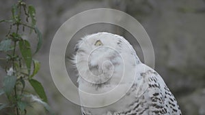 Snowy owl Bubo scandiacus or Nyctea scandiaca sitting on a stick