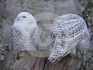 Snowy owl Bubo scandiacus or Nyctea scandiaca sitting on a stick