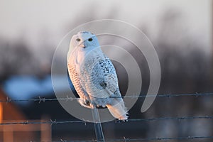 Snowy Owl photo