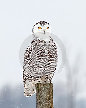 Snowy owl (Bubo scandiacus) perched on a post hunts over a snow covered field in Canada