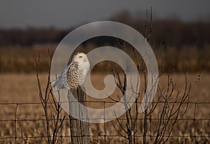 A Snowy owl Bubo scandiacus perched on a post at sunset hunting in winter in Ottawa, Canada