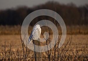 A Snowy owl Bubo scandiacus perched on a post at sunset hunting in winter in Ottawa, Canada