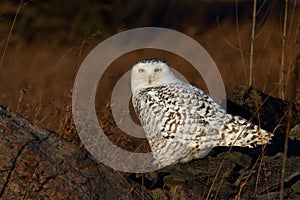 Snowy owl Bubo scandiacus perched on a rock in autumn