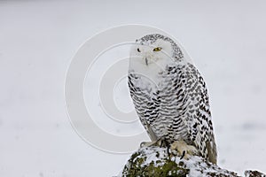 Snowy owl, Bubo scandiacus, perched on tree stump during snowfall. Portrait of arctic owl on snowy tundra meadow.