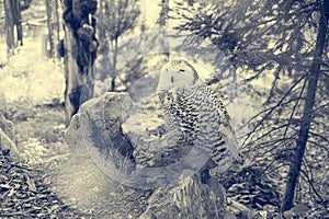 Snowy owl - Bubo scandiacus - perched on a wooden stump.