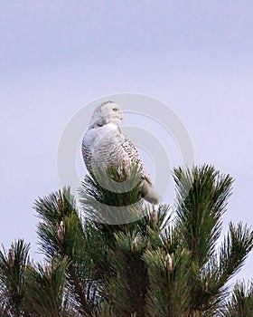Snowy owl (Bubo scandiacus) in a pine tree during annual wintering migration