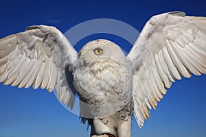 Snowy Owl Bubo scandiacus on Protective Glove