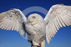 Snowy Owl Bubo scandiacus on Protective Glove photo