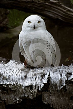 Snowy owl bubo scandiacus sitting in birch log.