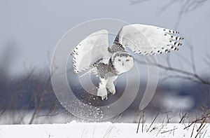 A Snowy owl Bubo scandiacus spreads its wings and prepares to lift off to hunt over a snow covered field in Canada