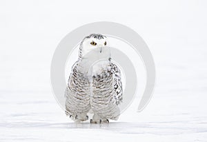 A Snowy owl Bubo scandiacus standing in middle of a snow covered field in Ottawa, Canada