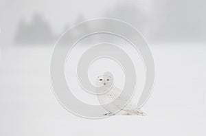 A Snowy owl Bubo scandiacus standing in middle of a snow covered field at sunrise in Ottawa, Canada