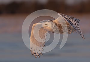 A Snowy owl Bubo scandiacus at sunset flying low over a snow covered field hunting in Ottawa, Canada