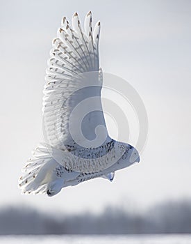 A Snowy owl Bubo scandiacus taking off in flight hunting over a snow covered field in Ottawa, Canada