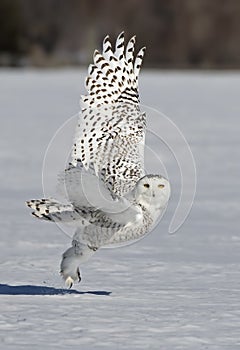 A Snowy owl Bubo scandiacus taking off in flight hunting over a snow covered field in Ottawa, Canada