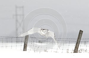 A Snowy owl Bubo scandiacus taking off in flight hunting over a snow covered field in Ottawa, Canada