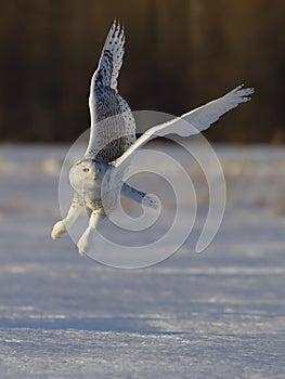 A Snowy owl Bubo scandiacus taking off hunting at sunset over a snow covered field in Canada