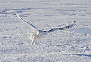 A Snowy owl Bubo scandiacus taking off hunting at sunset over a snow covered field in Canada