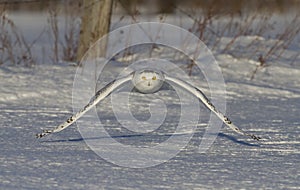 A Snowy owl Bubo scandiacus taking off hunting at sunset over a snow covered field in Canada