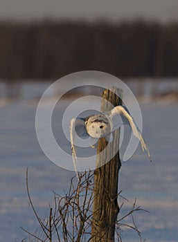 A Snowy owl Bubo scandiacus taking off hunting at sunset over a snow covered field in Canada