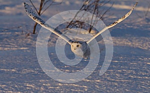 A Snowy owl Bubo scandiacus taking off hunting at sunset over a snow covered field in Canada