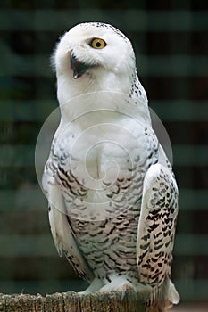 Snowy owl (Bubo scandiacus). photo