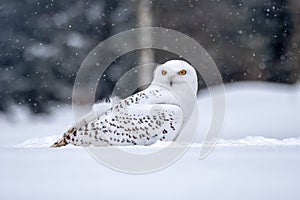 Snowy owl, Bubo scandiacus in winter