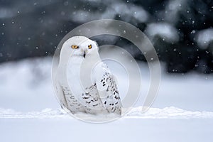 Snowy owl, Bubo scandiacus in winter