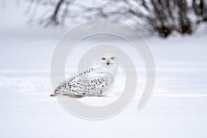 Snowy owl, Bubo scandiacus in winter