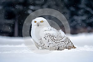 Snowy owl, Bubo scandiacus in winter