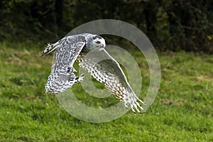 Snowy owl, Bubo scaniacus with open wings spread in flight