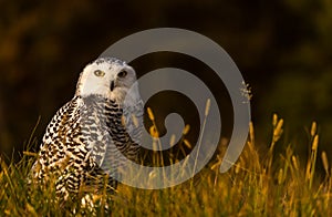 A snowy owl