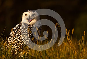 A snowy owl