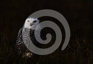 A snowy owl