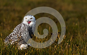 A snowy owl