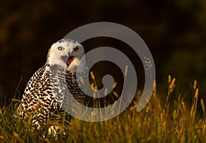 A snowy owl