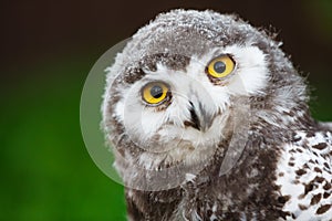Snowy owl chick