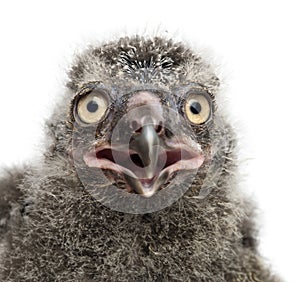 Snowy Owl chick, Bubo scandiacus, 19 days old photo