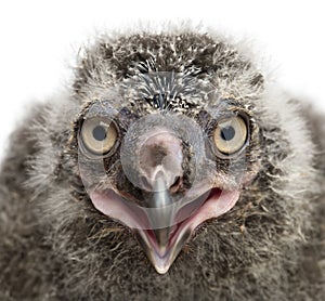 Snowy Owl chick, Bubo scandiacus, 19 days old against white back