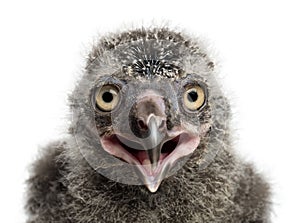 Snowy Owl chick, Bubo scandiacus photo