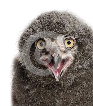 Snowy Owl chick calling, Bubo scandiacus