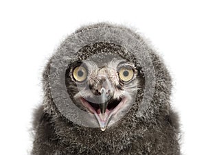 Snowy Owl chick calling, Bubo scandiacus, 31 days old against white background