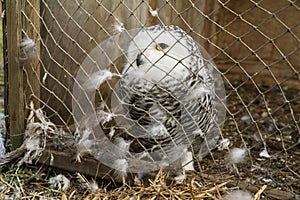 Snowy owl chick sits behind bars in the nursery