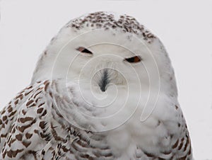 SNOWY OWL CLOSE UP