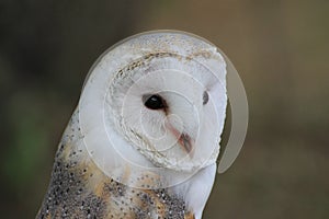 Snowy owl photo