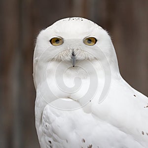 Snowy owl closeup